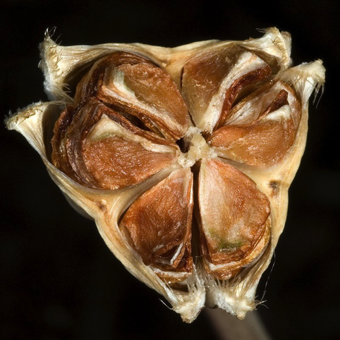 The Tulip ovary matures into a Loculicidal Capsule (splitting in the middle of the locule).